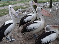 DSC09098